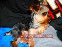 teacup yorkie