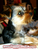 teacup yorkie