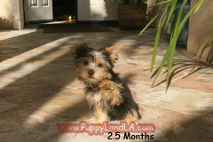 teacup yorkie puppy