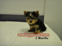 yorkie puppy teacup