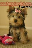puppy teacup yorkie