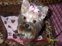 teacup yorkie