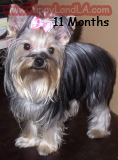 teacup yorkie