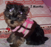 teacup yorkie