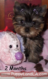 teacup yorkie