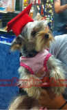 yorkie puppy