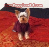 yorkie puppy