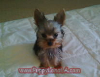 teacup yorkie