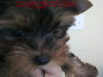 teacup yorkie