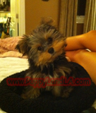 teacup yorkie