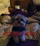teacup yorkie