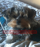 teacup yorkie