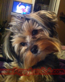 teacup yorkie