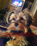 teacup yorkie
