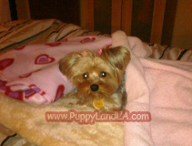 teacup yorkie puppy